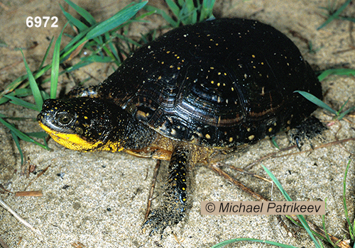 Blanding's Turtle (Emydoidea blandingii) at Long Point, Ontario, Canada